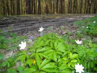 Гайове з panoramio.com