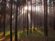 Медведівка з panoramio.com