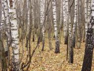 Великі Зозулинці з panoramio.com