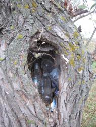 Люшнювате з panoramio.com