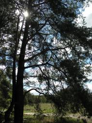 Нижні Яреськи з panoramio.com