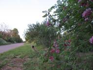 Малополовецьке з panoramio.com