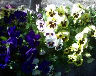 Старі Богородчани з panoramio.com