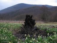 Тур'я Поляна з panoramio.com