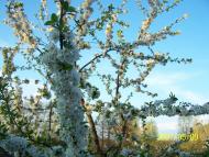 Володарка з panoramio.com