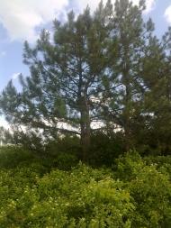 Червонознам'янка - Останні фото