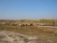 Глибоке з panoramio.com