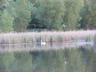 Малополовецьке з panoramio.com