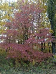 Вовківці з panoramio.com