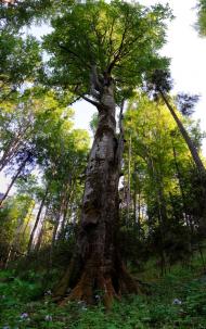 Мигове з panoramio.com