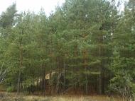 Тросне з panoramio.com