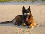 Мала Кардашинка з panoramio.com