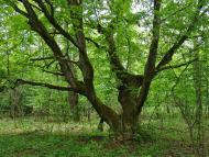 Котів з panoramio.com