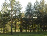 Вереміївка - Останні фото