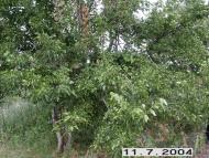 Нова Шибка з panoramio.com