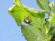 Попівка з panoramio.com