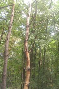 Нехворощ з panoramio.com