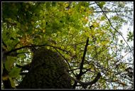 Великі Сади з panoramio.com