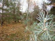 Володарка з panoramio.com