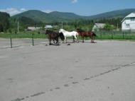 Старий Мізунь з panoramio.com