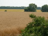 Дослідницьке з panoramio.com