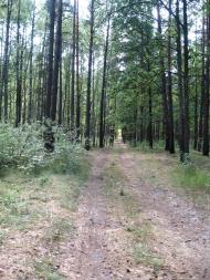 Лісобуда з panoramio.com