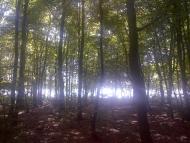 Нижні Ремети з panoramio.com