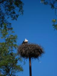 Кийлів з panoramio.com