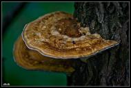 Великі Сади з panoramio.com