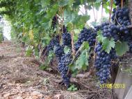 Кошарське з panoramio.com