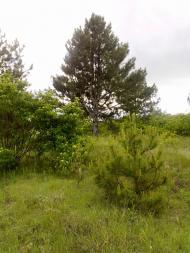 Червонознам'янка з panoramio.com
