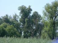 Півнівщина з panoramio.com