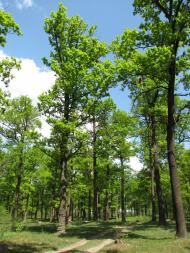 Середина-Буда з panoramio.com