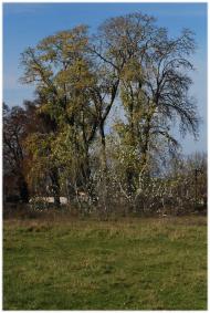 Кустин з panoramio.com