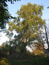 Бербениці з panoramio.com