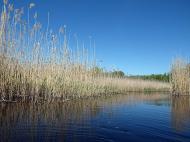 Красна Лука з panoramio.com