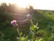 Травневе з panoramio.com