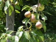 Тарасенки з panoramio.com