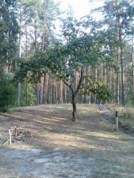 Гірки з panoramio.com