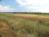 Шелюги з panoramio.com