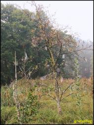 Мохначі з panoramio.com