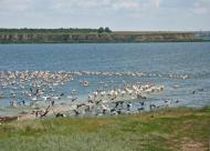 Елеваторне з panoramio.com