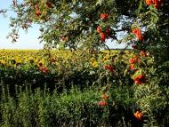 Мала Вільшанка з panoramio.com