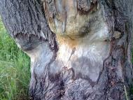 Кийлів з panoramio.com