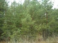 Тросне з panoramio.com