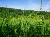 Ананьїв з panoramio.com