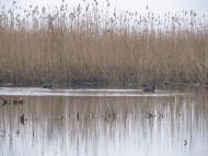 Бубнів - Останні фото