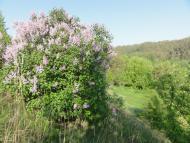 Забужжя з panoramio.com