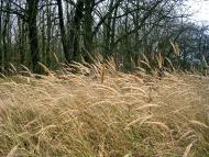 Зрайки з panoramio.com