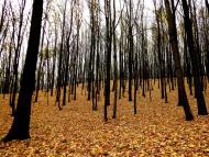 Кобиляки з panoramio.com